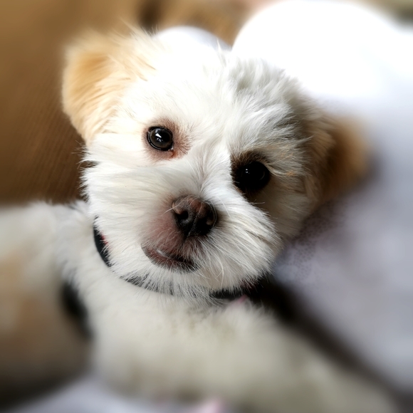 Meet your Posher, Jana - Picture 1 of 2